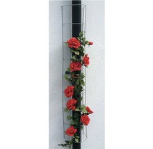Rosenrankgitter an einem Rohr mit roten Rosen