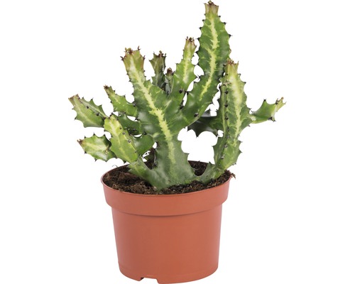 Wolfsmilchgewächs im Topf