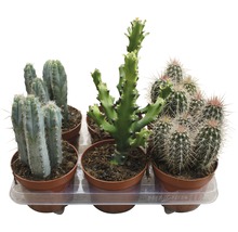 Verschiedene Kakteen in Töpfen auf einem Tablett