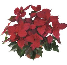 Weihnachtsstern in einem Topf