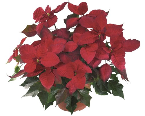 Weihnachtsstern in einem Topf