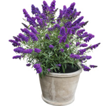 Schmetterlingsflieder im Topf für den Garten oder die Terrasse