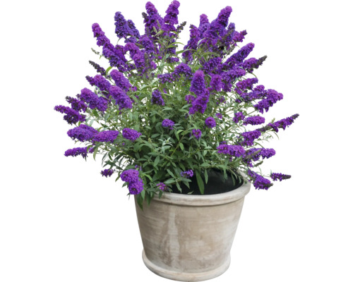 Schmetterlingsflieder im Topf für den Garten oder die Terrasse