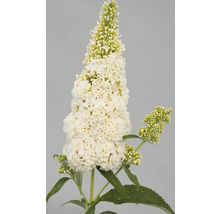Schmetterlingsflieder mit weißen Blüten