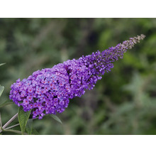 Blütenstand einer Sommerflieder Pflanze