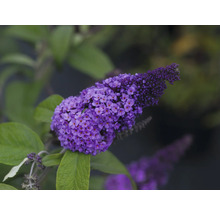 Nahaufnahme einer lila Schmetterlingsfliederblüte mit grünen Blättern