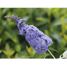 Schmetterlingsflieder mit violetten Blüten