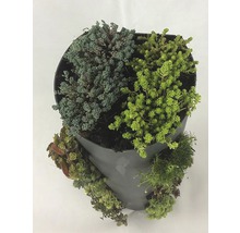 Wandhänger Wanderella mit Steingartenpflanzen Co 7 L