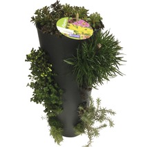 Wandhänger Wanderella mit Steingartenpflanzen Co 7 L
