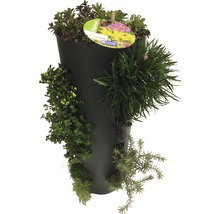 Wandhänger Wanderella mit Steingartenpflanzen Co 7 L