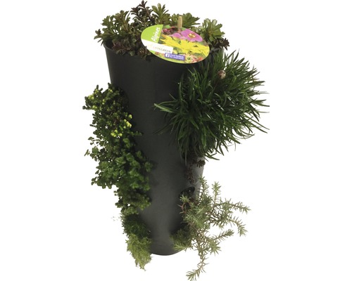 Bepflanzter Turm mit verschiedenen Grünpflanzen in einem schwarzen Pflanzgefäß