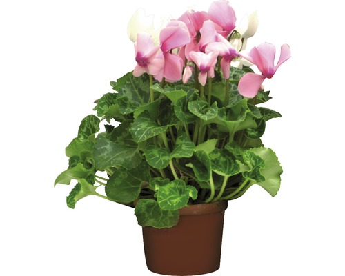 Zyklame mit rosa-weißen Blüten im Topf