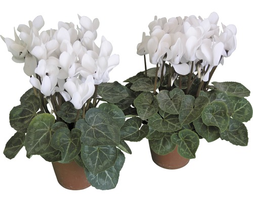 Zwei weiße Alpenveilchen im Topf