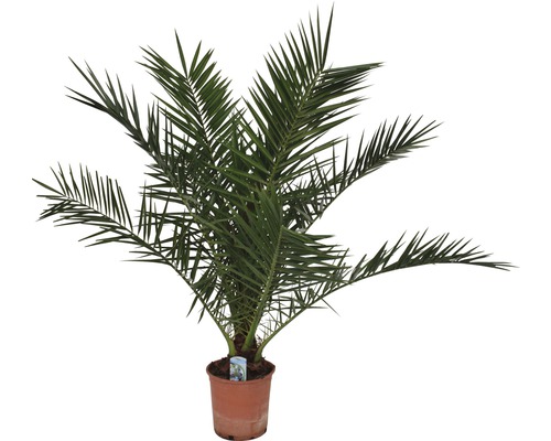 Dattelpalme im Topf