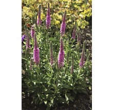 Blühende Veronica-Pflanze im Gartenbeet