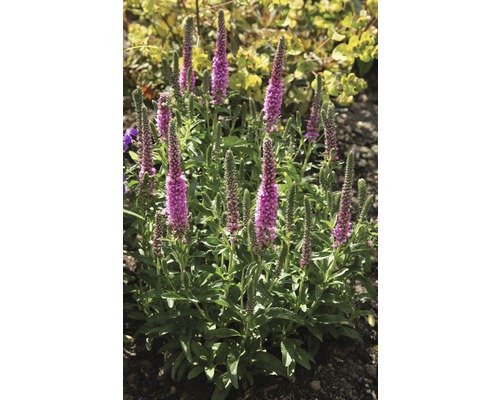 Blühende Veronica-Pflanze im Gartenbeet