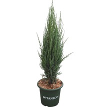 Blauer Säulenwacholder FloraSelf Juniperus scopulorum 'Blue Arrow' H 60-80 cm Co 6 L