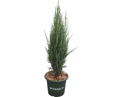 Blauer Säulenwacholder FloraSelf Juniperus scopulorum 'Blue Arrow' H 60-80 cm Co 6 L Säulenzypresse in einem Topf