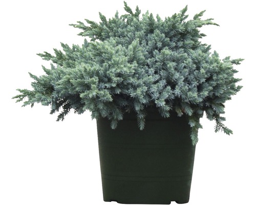 Blauer Kissenwacholder FloraSelf Juniperus squamata 'Blue Star' H 25-30 cm Co 3,7 L Zypresse in einem Topf