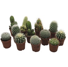 Verschiedene Kakteen in Töpfen