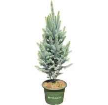 Blaue Stechfichte FloraSelf Picea pungens 'Iseli Fastigiate' H 70-80 cm Co 15 L