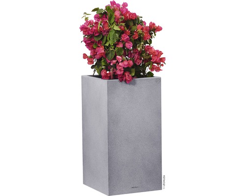 Bougainvillea Pflanze in einem grauen Pflanzgefäß