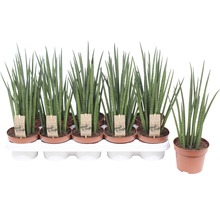 Mehrere Sansevieria cylindrica Pflanzen in Töpfen auf einem Tablett