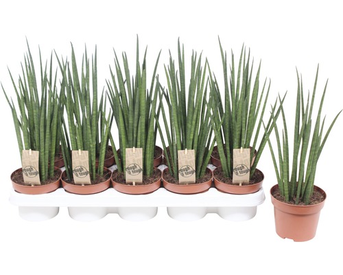 Bogenhanf FloraSelf Sansevieria bacularis 'Mikado' H 40 cm Ø 15 cm Topf Mehrere Sansevieria cylindrica Pflanzen in Töpfen auf einem Tablett