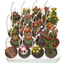 Tablett mit verschiedenen Kaktusarten in Töpfen