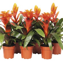 Mehrere Bromelienpflanzen mit Blütenständen in Tontöpfen