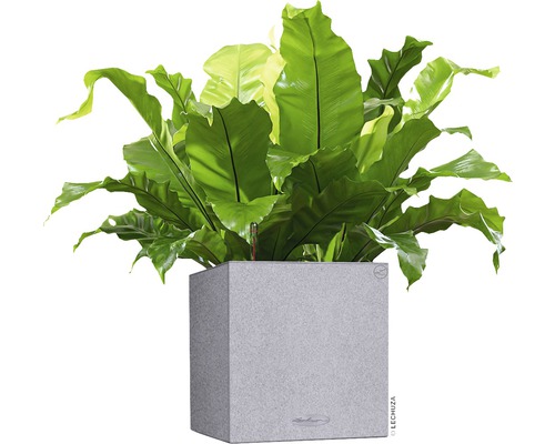 Vogelnestern Farn in einem grauen Pflanzgefäß