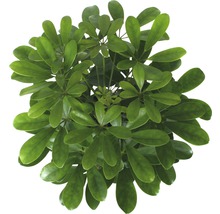 Strahlenaralie FloraSelf Schefflera arboricola 'Nora' H 45-55 cm Ø 13 cm Topf-thumb-1