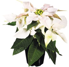 Weihnachtsstern Pflanze mit weißen Hochblättern im Topf