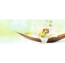Weiße Lilie auf Holzschale