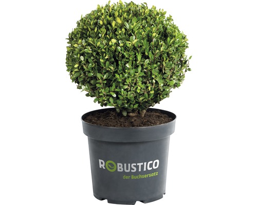 Buchsbaum-Alternative FloraSelf Ilex crenata 'Robustico' Kugel 18 cm, im Topf