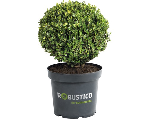 Buchsbaum-Alternative FloraSelf Ilex crenata 'Robustico' Kugel 18 cm, im Topf Kugelbäumchen im Topf