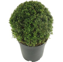 Kugel-Eibe im Topf