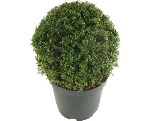 Kugel-Eibe im Topf