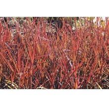 Nahaufnahme von rotem Ziergras im Garten