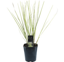 Pfennigkraut im Topf