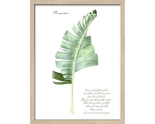 Wandbild Green Plant Leaf II 33x43 cm