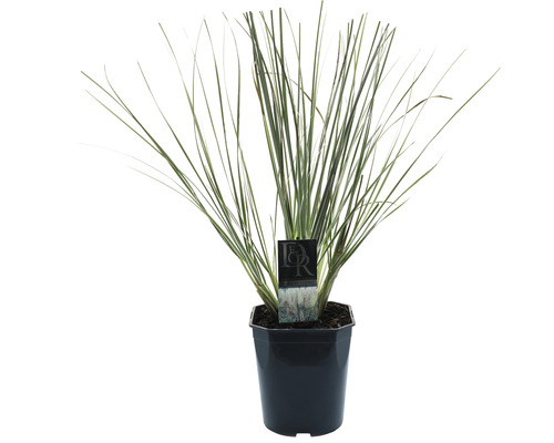 Zwerg-Pampasgras Cortaderia selloana 'Silverpampas' H 25-40 cm Co 5 L Pampasgras im Topf