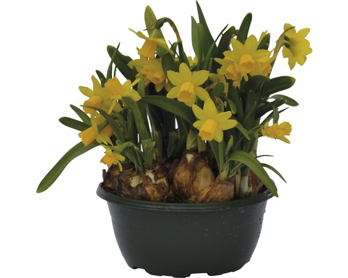 Narzisse, Osterglocke FloraSelf Narcissus pseudonarcissus 'Tete a Tete' Ø 16 cm Topf Narzissen im Topf mit Zwiebeln und gelben Blüten