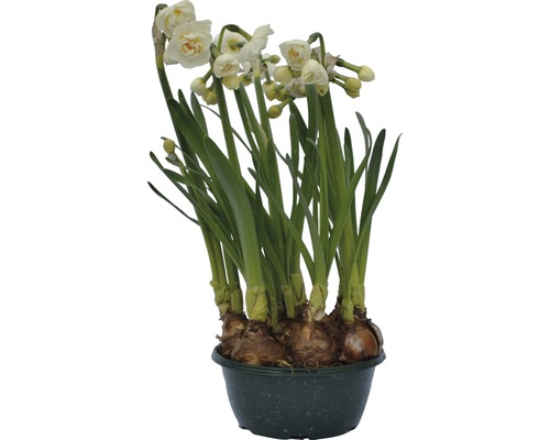 Narzisse, Osterglocke FloraSelf Narcissus pseudonarcissus 'Bridal Crown' Ø 16 cm Topf Narzissen in einem Topf