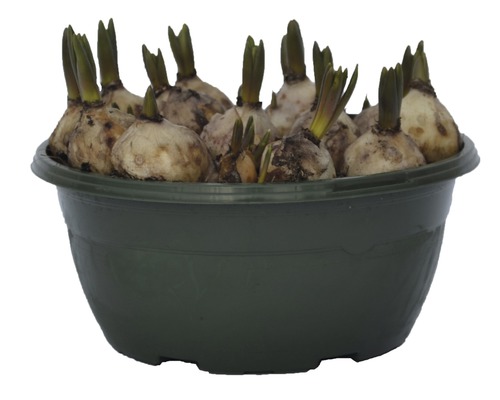 Blumenzwiebeln in einem Pflanzgefäß