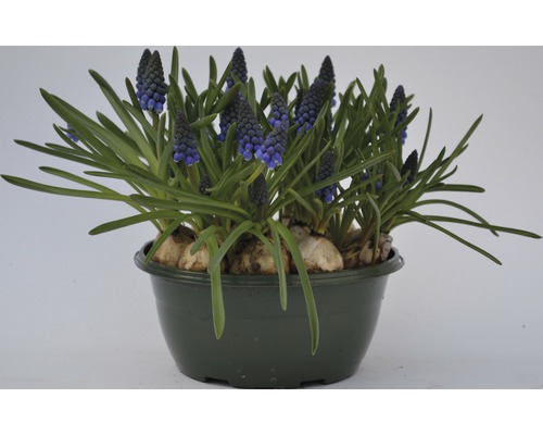Traubenhyazinthe 'Armeniacum' FloraSelf Ø 16 cm blau