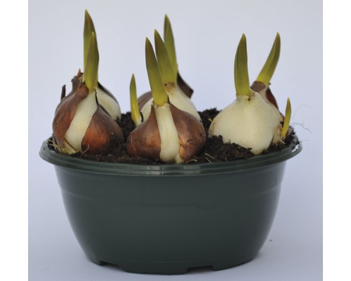 Blumenzwiebeln in einem Topf mit Erde