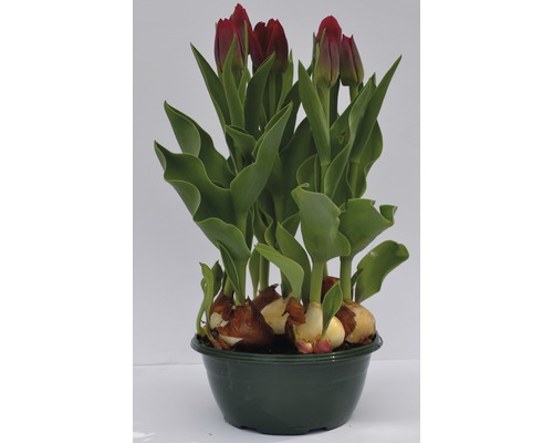 Tulpen im Topf mit Zwiebeln
