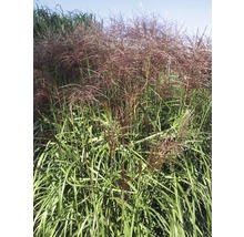 Chinaschilf im Garten