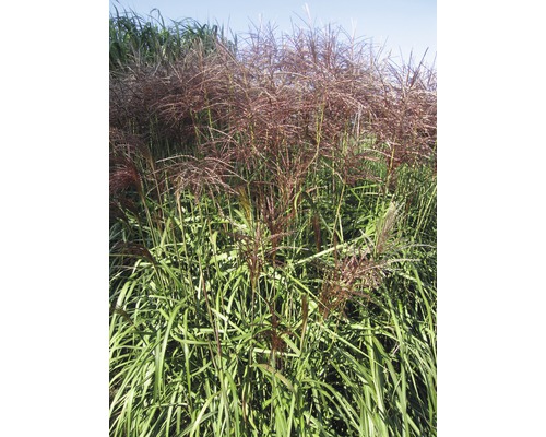 Chinaschilf im Garten